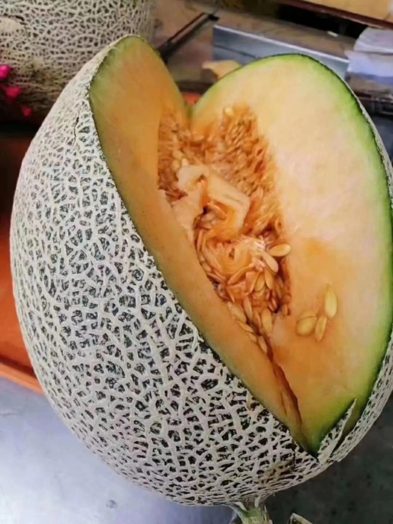 山东晓蜜25网纹瓜货源充足量大质优品质保证