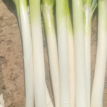 山东大葱自己种植自己销售无代办费