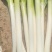 山东大葱自己种植自己销售无代办费