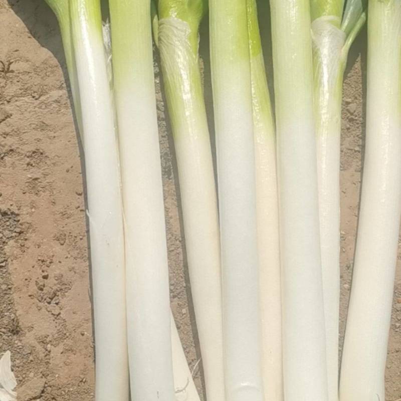 山东大葱自己种植自己销售无代办费