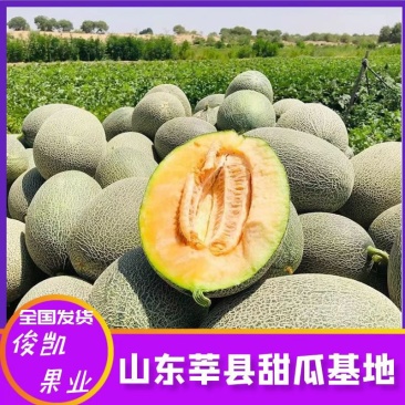 山东晓蜜25网纹瓜货源充足量大质优品质保证