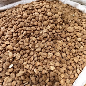 甜杏仁食用杏仁各种规格
