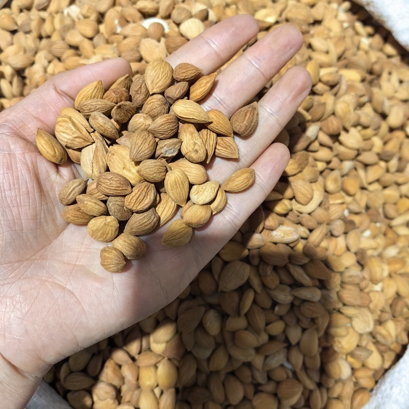 甜杏仁食用杏仁各种规格