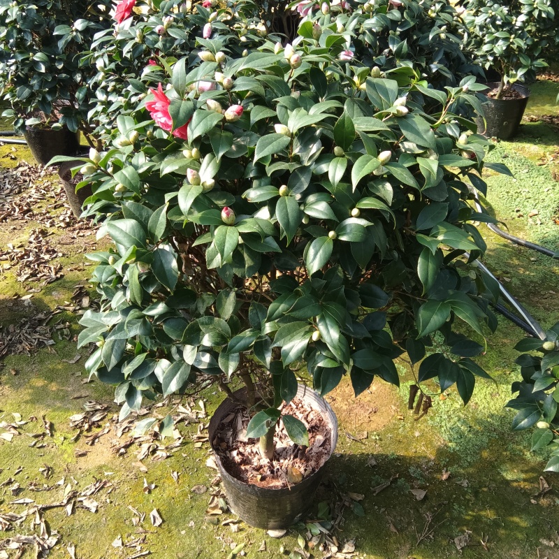 绿植花卉