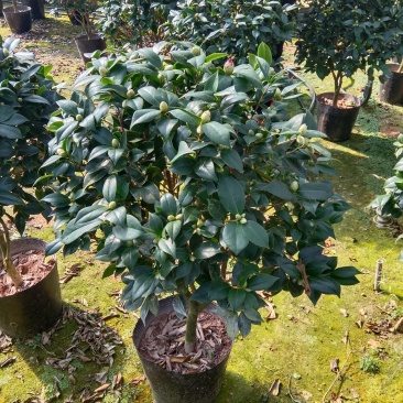 绿植花卉