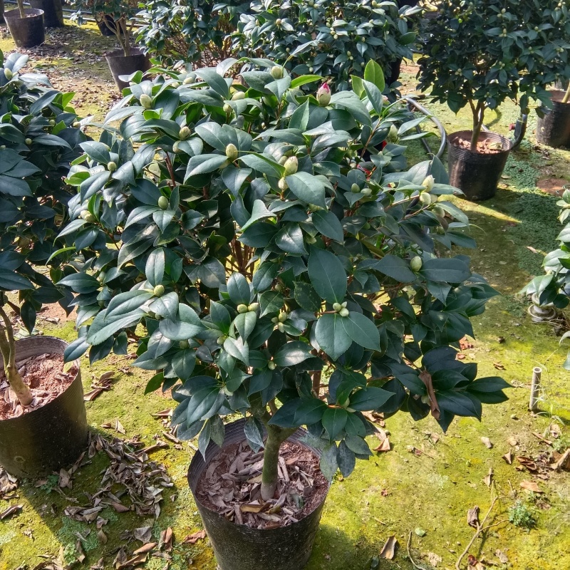 绿植花卉