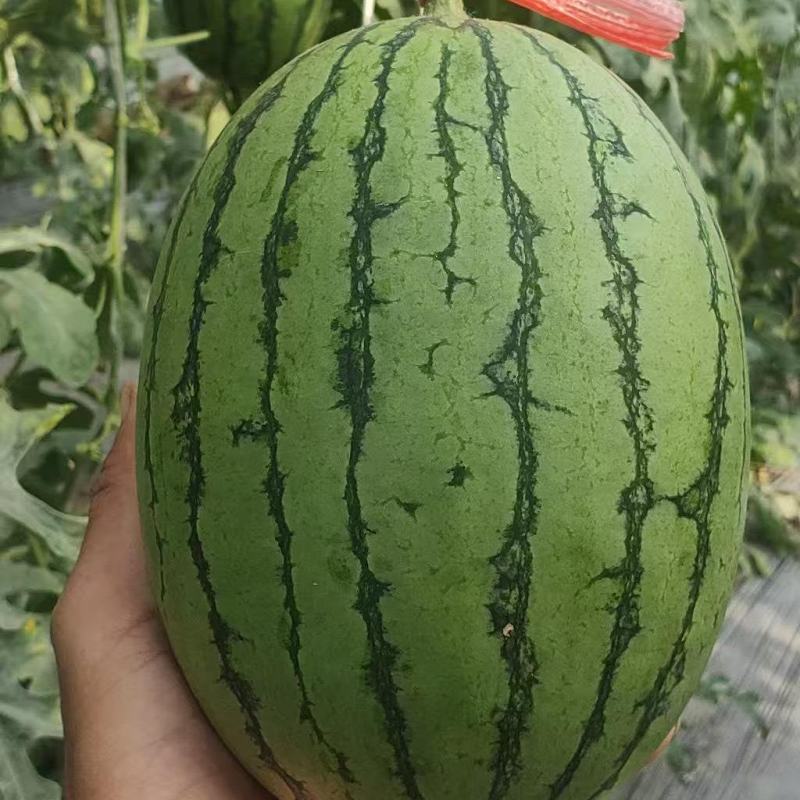 河南西瓜头茬L600西瓜牛奶小吊瓜产地一手货源无中间商