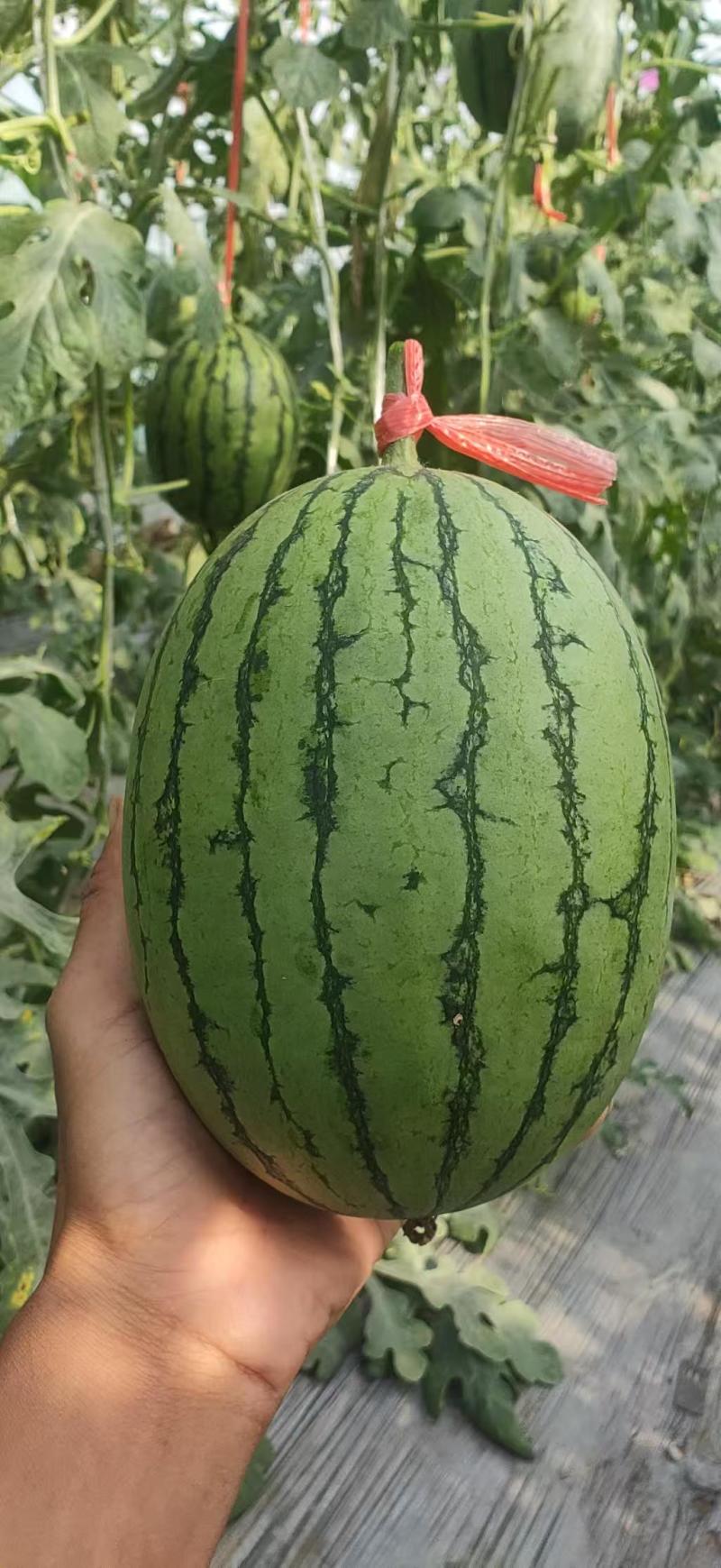 河南西瓜头茬L600西瓜牛奶小吊瓜产地一手货源无中间商