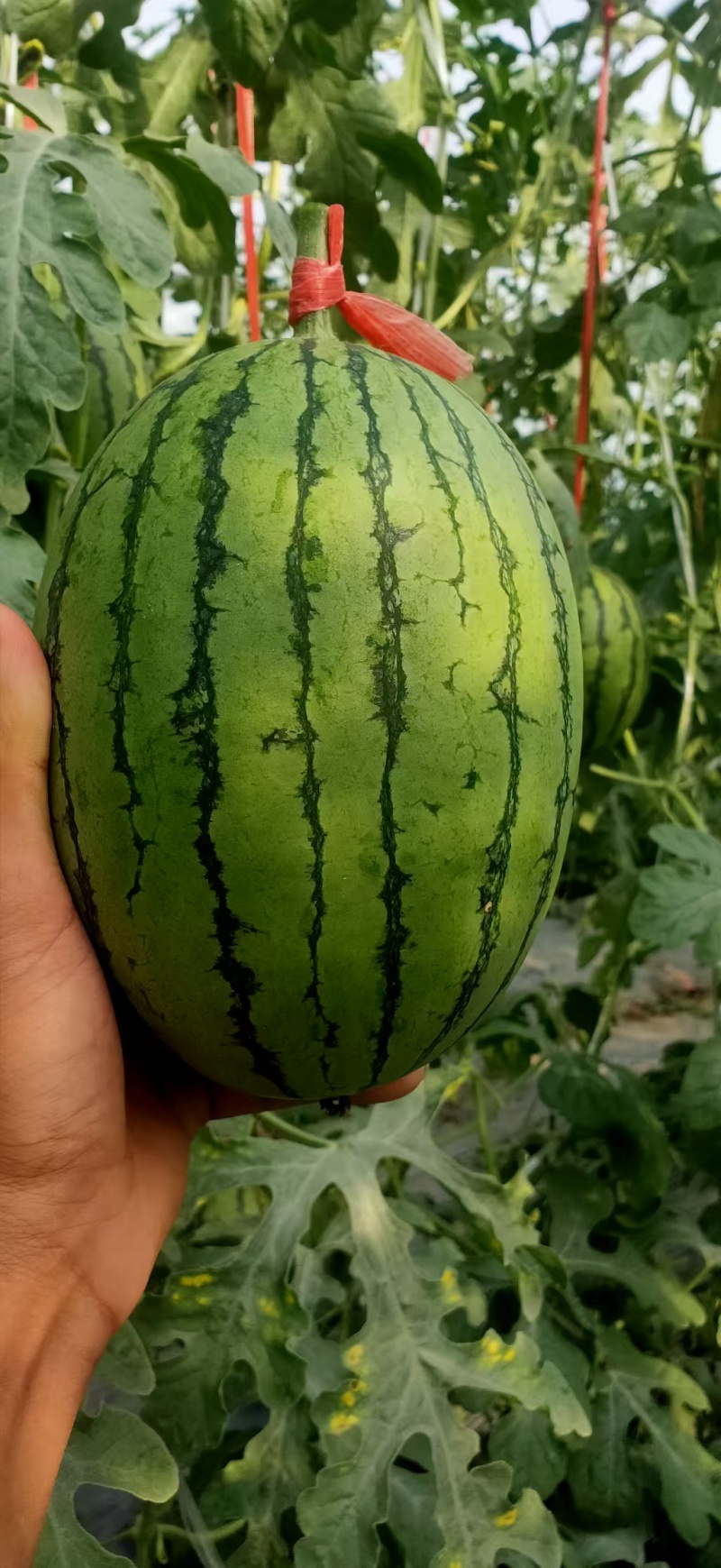 河南西瓜头茬L600西瓜牛奶小吊瓜产地一手货源无中间商