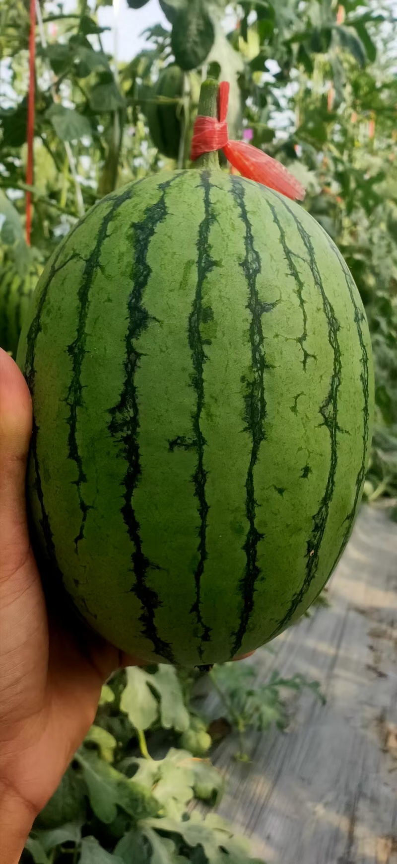 河南西瓜头茬L600西瓜牛奶小吊瓜产地一手货源无中间商