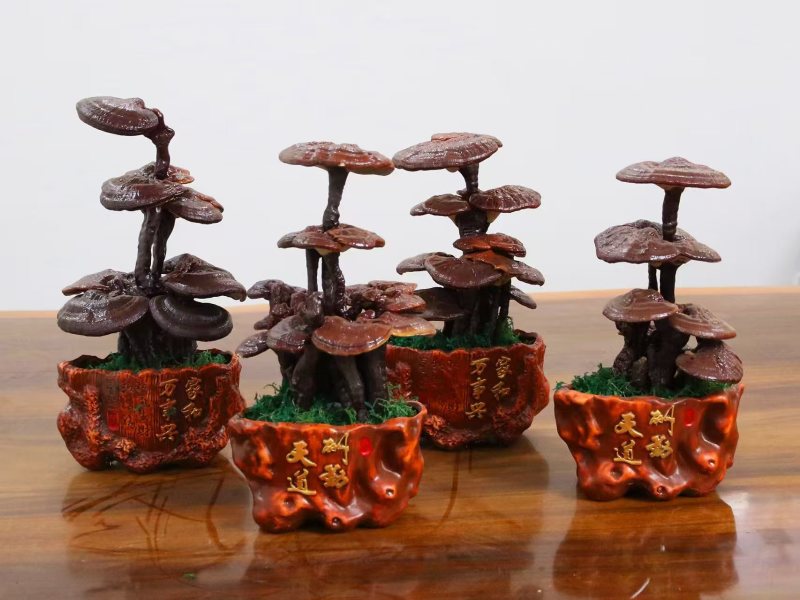 三层灵芝盆景摆件盆景易打理产地直销