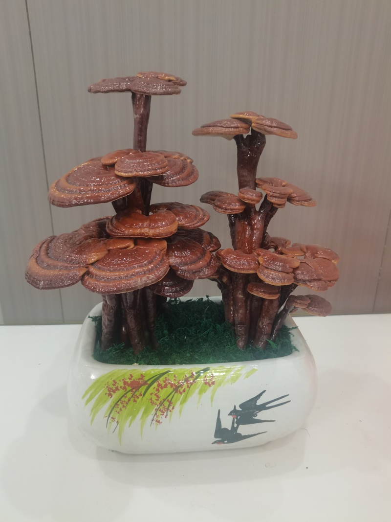 三层灵芝盆景摆件盆景易打理产地直销