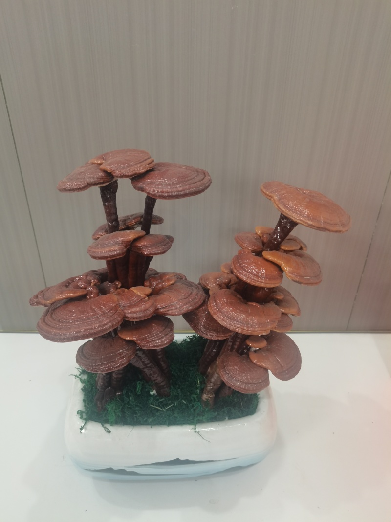 三层灵芝盆景摆件盆景易打理产地直销
