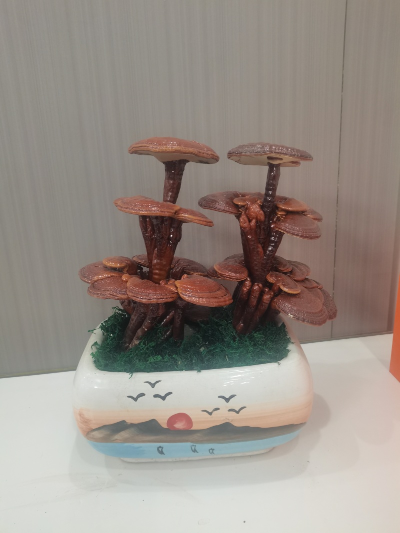 三层灵芝盆景摆件盆景易打理产地直销