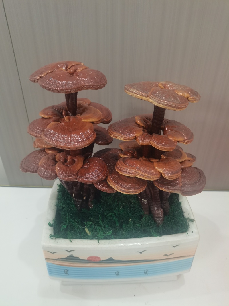 三层灵芝盆景摆件盆景易打理产地直销
