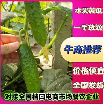 唐山滦州旱黄瓜水果黄瓜大量上市现摘现发价格实惠全国发