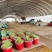 唐山滦州旱黄瓜水果黄瓜大量上市现摘现发价格实惠全国发