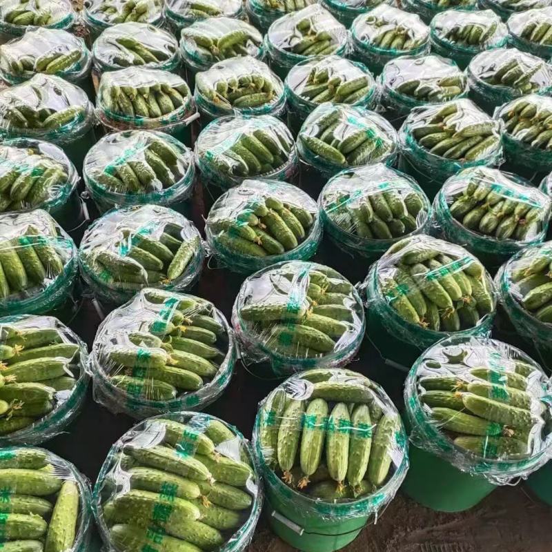 唐山滦州旱黄瓜水果黄瓜大量上市现摘现发价格实惠全国发