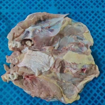 免洗开胸鸡架