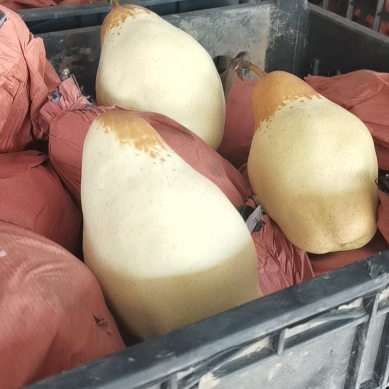 贵妃梨，油瓶梨，贵妃梨，巴梨，香蕉梨