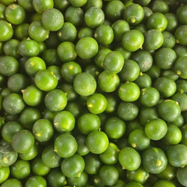 小金桔