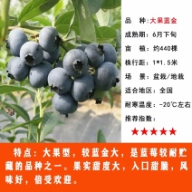蓝金蓝莓年，大过，耐运输，口感细腻甜，包邮包活