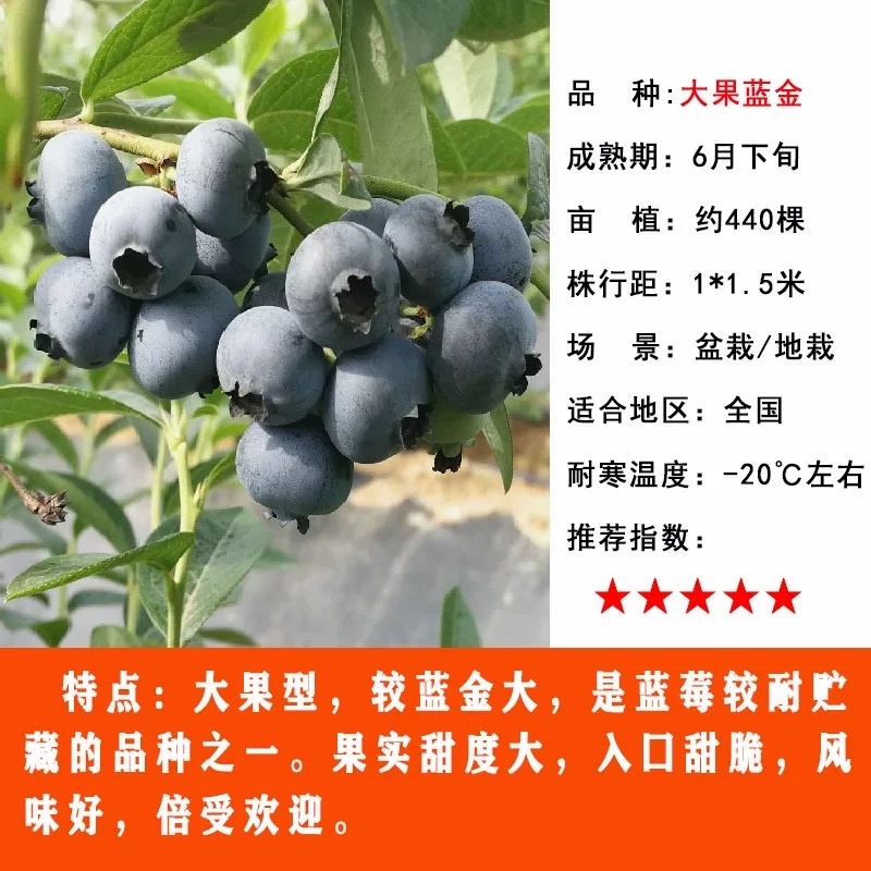 蓝金蓝莓年，大过，耐运输，口感细腻甜，包邮包活