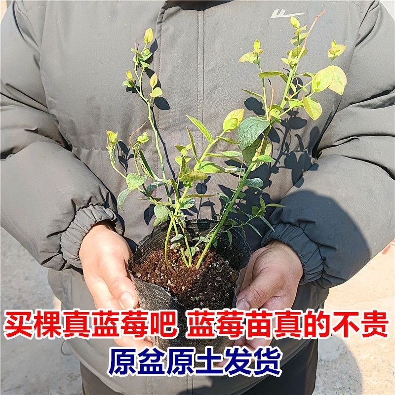 蓝金蓝莓年，大过，耐运输，口感细腻甜，包邮包活
