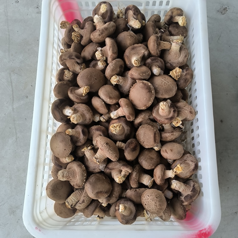 香菇基地，对接全国，鲜货，干货，***********吕老板