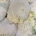 精品青梗松花菜大量供应产地直发。真诚合作。