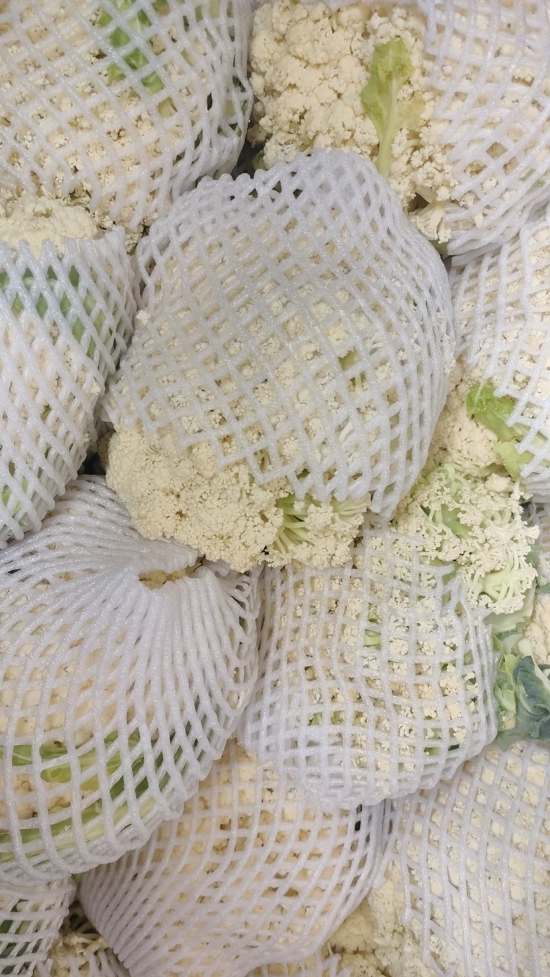 精品青梗松花菜大量供应产地直发。真诚合作。