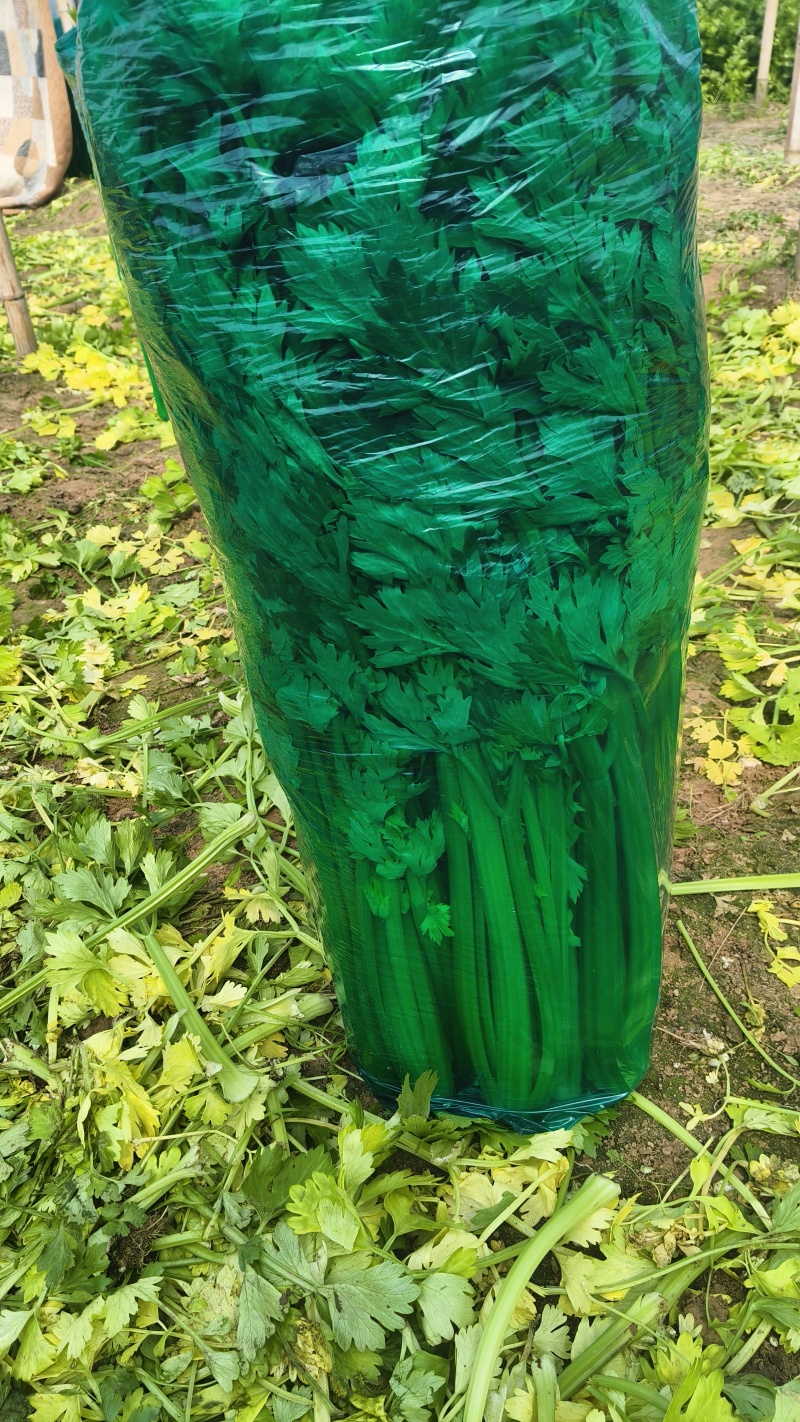 芹菜
