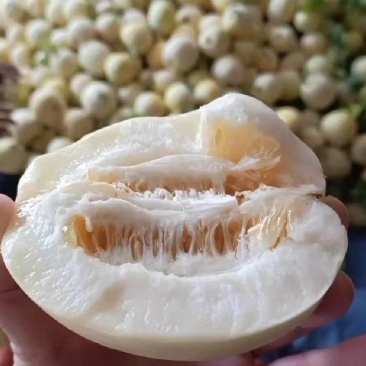 砀山精品小白瓜，白沙蜜甜瓜，货源充足对接各个商超批发市场