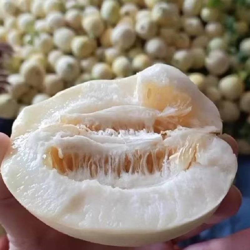 砀山精品小白瓜，白沙蜜甜瓜，货源充足对接各个商超批发市场
