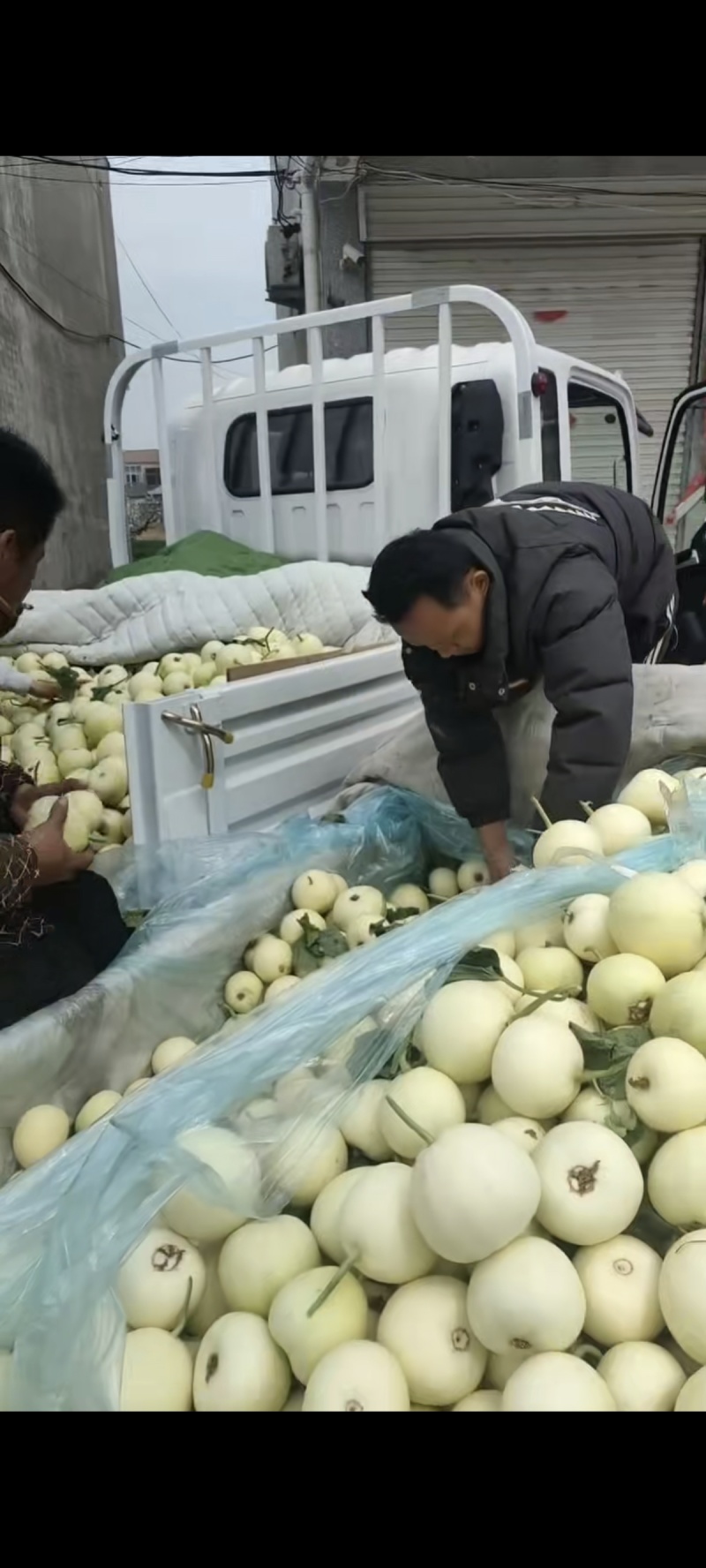 砀山精品小白瓜，白沙蜜甜瓜，货源充足对接各个商超批发市场