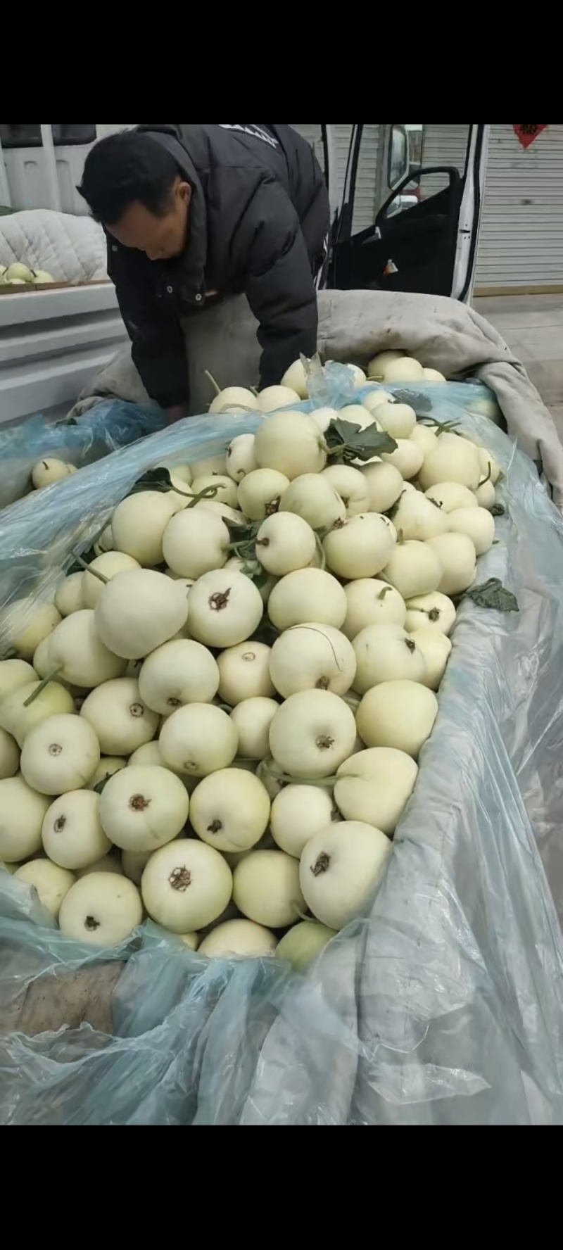 砀山精品小白瓜，白沙蜜甜瓜，货源充足对接各个商超批发市场