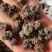 家种中药猫爪草水洗干货量大从优品质保证清洗两遍后