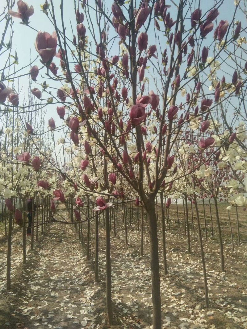 苗圃供应紫玉兰，白玉兰，黄玉兰，红玉兰品种