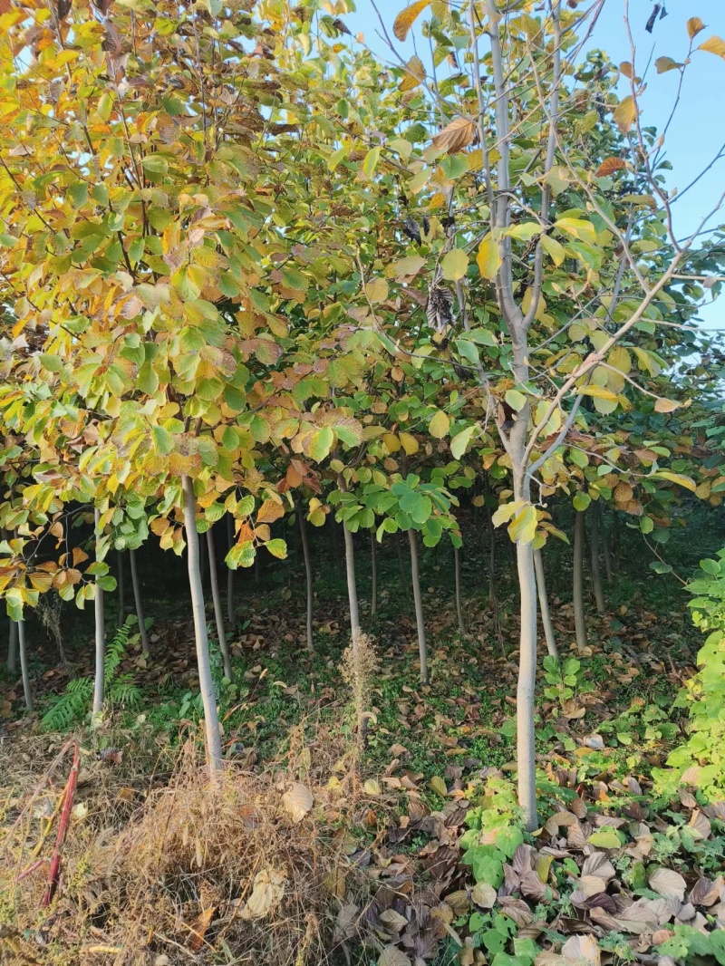 苗圃供应紫玉兰，白玉兰，黄玉兰，红玉兰品种