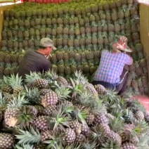 云南无眼凤梨产地直发量大从优价格美丽欢迎来电