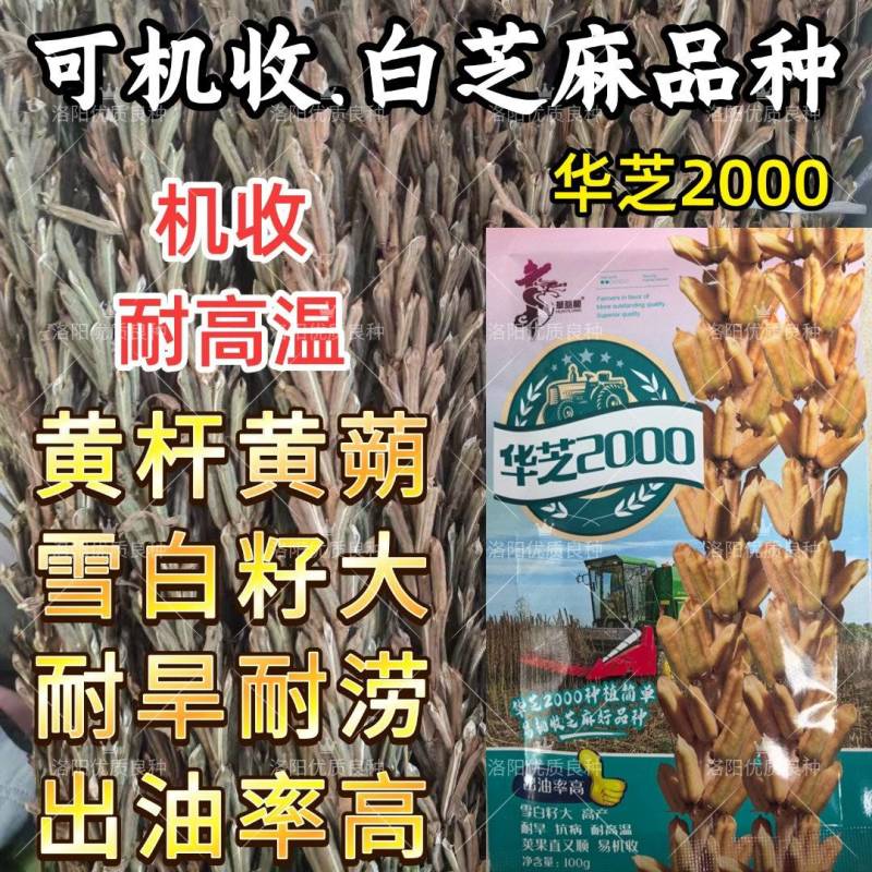 可机收芝麻种子华芝2000白芝麻黄杆黄蒴大籽耐旱高油春夏