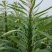 可机收芝麻种子华芝2000白芝麻黄杆黄蒴大籽耐旱高油春夏