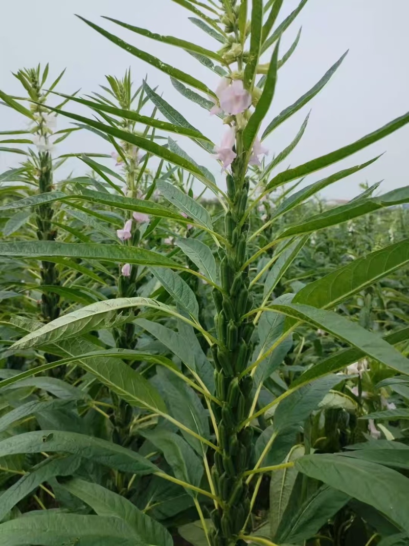 可机收芝麻种子华芝2000白芝麻黄杆黄蒴大籽耐旱高油春夏