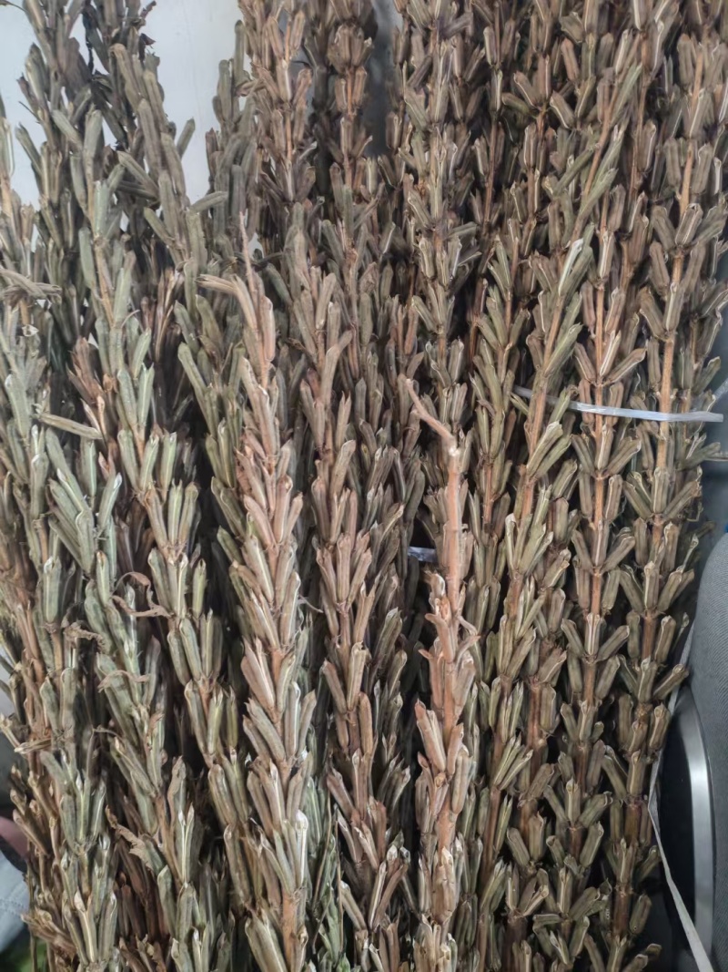 可机收芝麻种子华芝2000白芝麻黄杆黄蒴大籽耐旱高油春夏