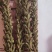 可机收芝麻种子华芝2000白芝麻黄杆黄蒴大籽耐旱高油春夏