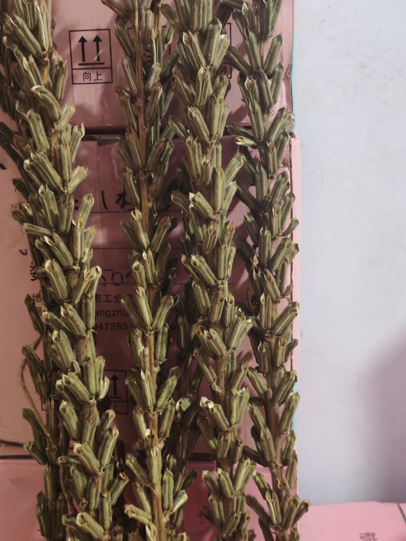 可机收芝麻种子华芝2000白芝麻黄杆黄蒴大籽耐旱高油春夏