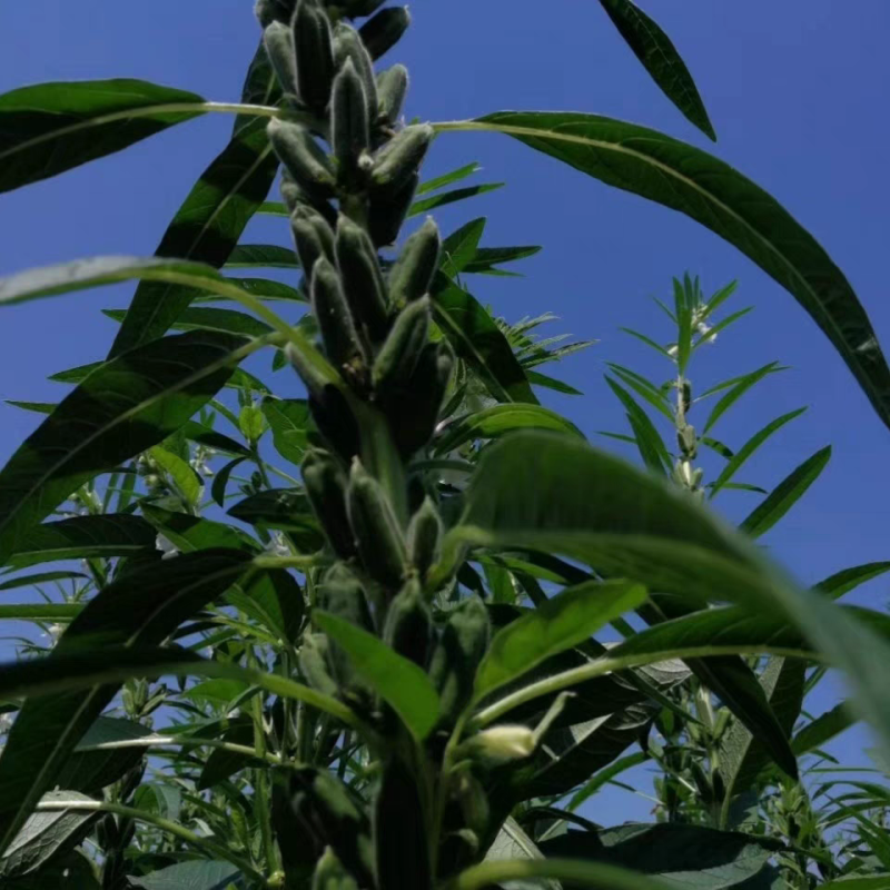 可机收芝麻种子华芝2000白芝麻黄杆黄蒴大籽耐旱高油春夏