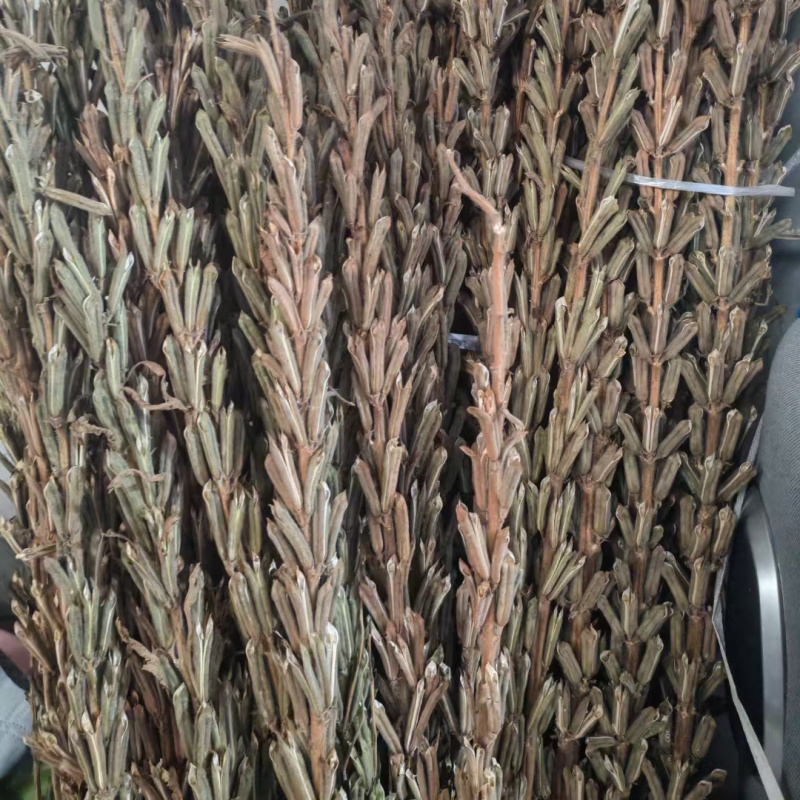可机收芝麻种子华芝2000白芝麻黄杆黄蒴大籽耐旱高油春夏