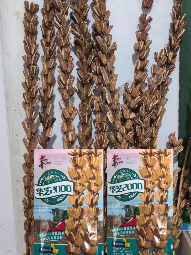 可机收芝麻种子华芝2000白芝麻黄杆黄蒴大籽耐旱高油春夏