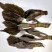 云南山野菜，野生牛奶叶，野生无花果嫩叶，